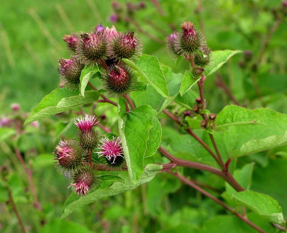  بابا آدم صغیر 